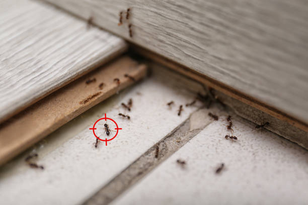Insect Control in Massapequa Park, NY