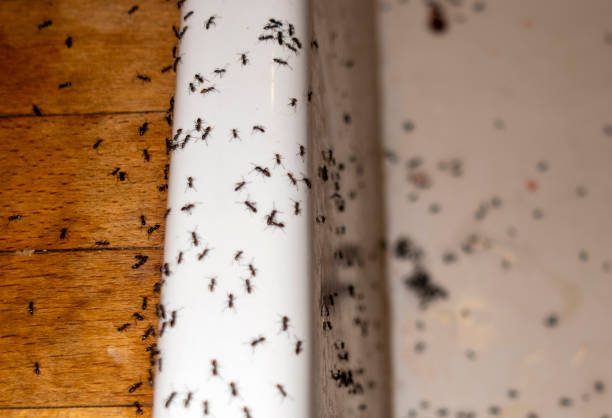 Reliable Massapequa Park, NY Pest Control Solutions